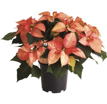 Weihnachtsstern in einem Topf