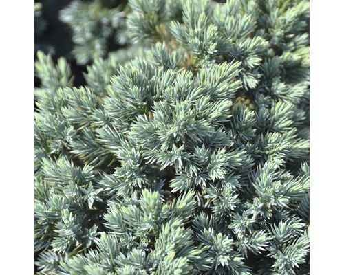 Nahaufnahme einer Zwergzypresse