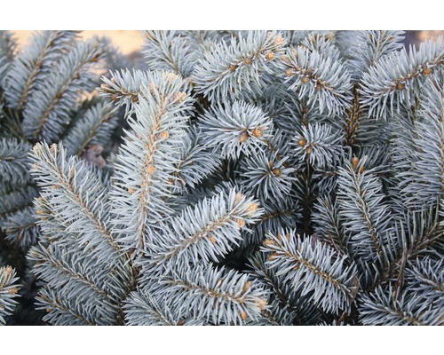 Nahaufnahme von Zweigen einer Blaufichte.