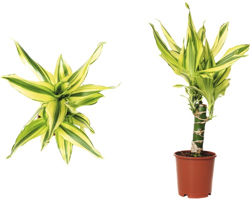 Zwei Ansichten einer Dracaena fragrans im Topf.