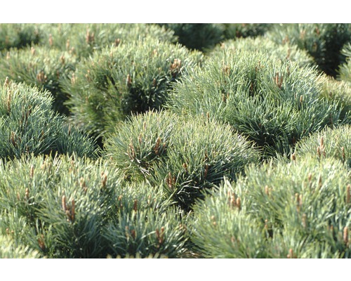 Nahaufnahme von Zwergkiefern im Gartenbeet.