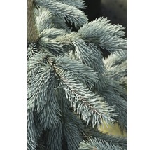 Detailaufnahme von Zweigen einer Blaufichte