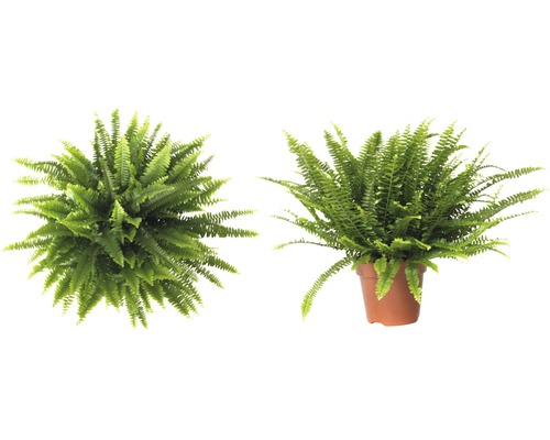 Zwei grüne Schwertfarne, einer im Topf und einer aus der Vogelperspektive.