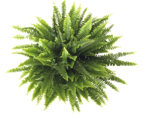 Draufsicht auf einen grünen Schwertfarn