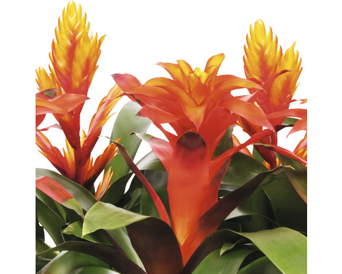 Bromelie mit orangefarbenen Blüten und grünen Blättern.