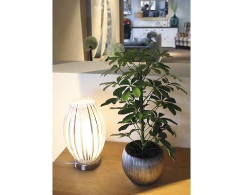 Dekoratives Arrangement mit Zimmerpflanze im Topf und Tischleuchte