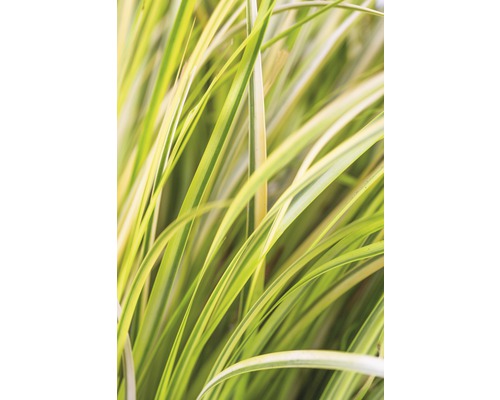 Detailaufnahme von Ziergras mit gestreiften Blättern für den Garten