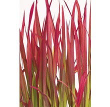 Japanisches Blutgras FloraSelf Imperata cylindrica var.koenig 'Red Baron' H 10-40 cm Co 3 L