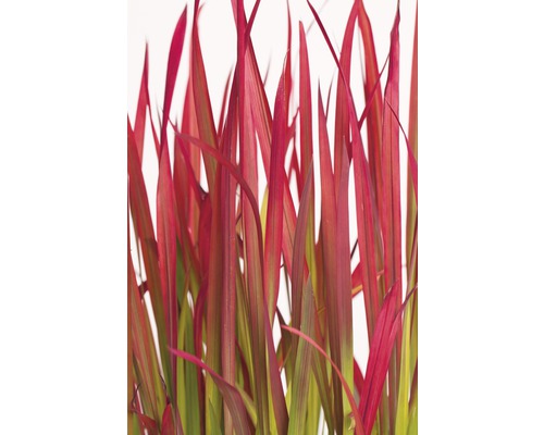 Nahaufnahme von Ziergras mit roten Blättern