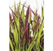 Japanisches Blutgras FloraSelf Imperata cylindrica var.koenig 'Red Baron' H 10-40 cm Co 3 L