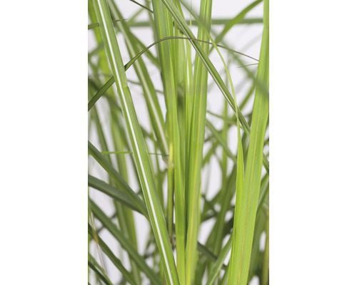 Detailaufnahme von Ziergras mit Blättern