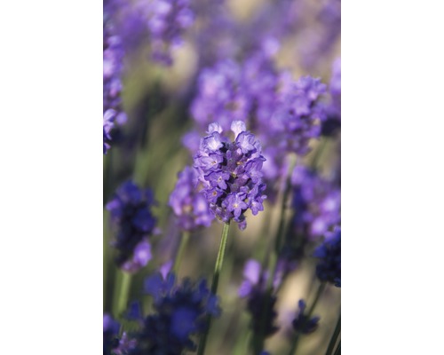 Nahaufnahme von Lavendelblüten