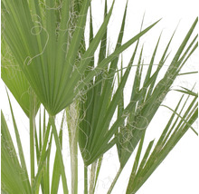 Washingtonpalme, Petticoat-Palme FloraSelf Washingtonia robusta H 80 cm Ø 21 cm Topf