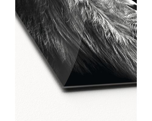 Detailaufnahme eines Acrylglasbildes mit einem Löwenmotiv