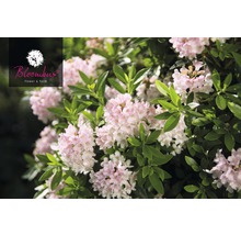 Zwerg-Rhododendron FloraSelf Buchsbaum Alternative Rhododendron micranthum Bloombux' ® H 15-20 cm Co 2 L rosa-thumb-0