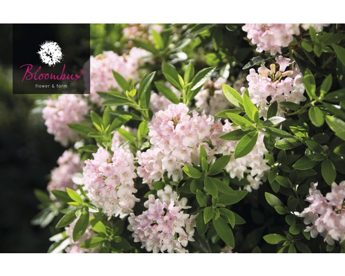 Zwerg-Rhododendron FloraSelf Buchsbaum Alternative Rhododendron micranthum Bloombux' ® H 15-20 cm Co 2 L rosa-0