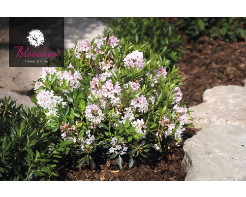 Blühender Zwerg-Rhododendron im Gartenbeet