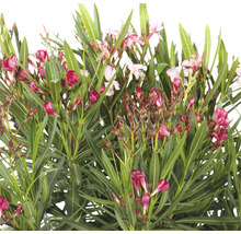 Oleanderpflanze mit Blüten und Blättern