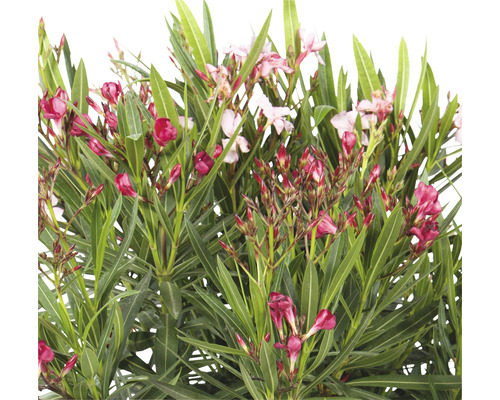 Oleanderpflanze mit Blüten und Blättern