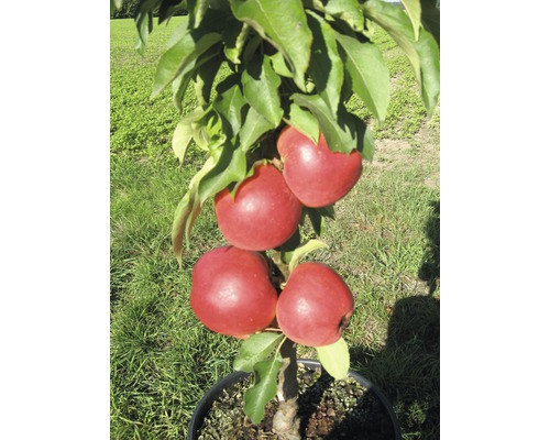 Bio Zwerg-Säulenapfel FloraSelf Bio Malus Starline 'Red Crimson' H 60-80 cm Co 7,5 L