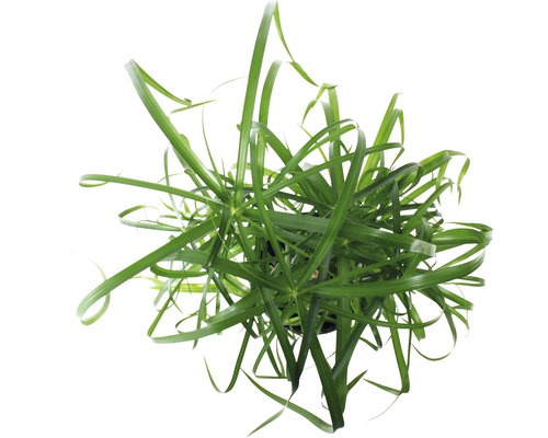 Zimmerpflanze Zyperngras im Topf