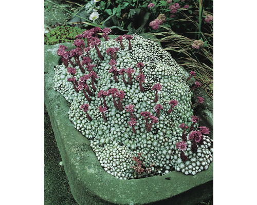 Blühende Polsterstaude im Steintrog