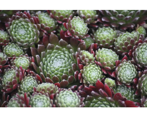 Nahaufnahme von Hauswurz Pflanzen