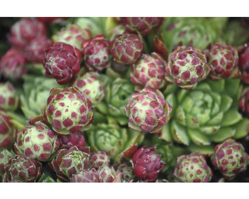 Nahaufnahme einer Dachwurz Pflanze