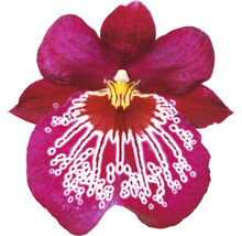 Stiefmütterchen-Orchidee FloraSelf Miltonia 'Newton Falls' H 40-50 cm Ø 12 cm Topf 2 Rispen-thumb-2