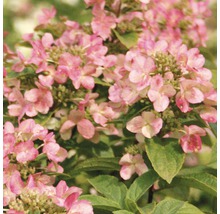 Nahaufnahme einer rosa Hortensienblüte.