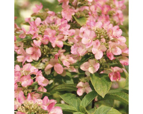 Rispenhortensie FloraSelf Hydrangea paniculata 'Early Sensation' H 50-60 cm Co 5 L Nahaufnahme einer rosa Hortensienblüte.