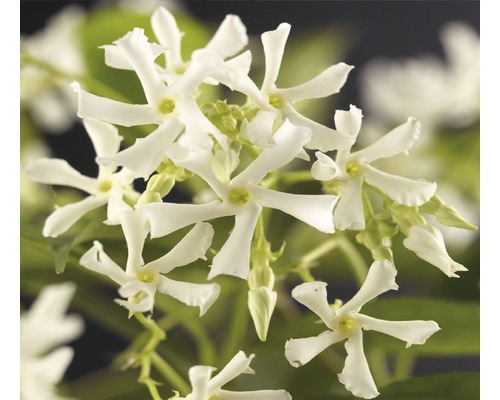 Sternjasmin FloraSelf Trachelospermum jasminoides H ca. 75 cm Co 4 L buschig, viele Blütenknospen