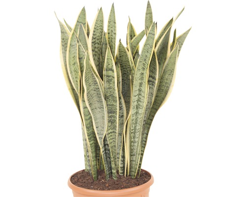 Sansevieria in Terrakottatopf