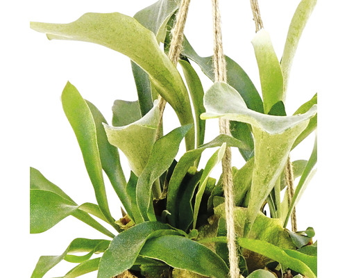 Hängepflanze Geweihfarn mit grünen Blättern und Juteseil