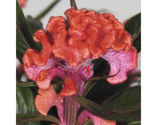 Nahaufnahme einer Hahnenkammblume