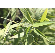 Gartenbambus Fargesia murielae ‘Panda' H 100-125 cm Co 15 L