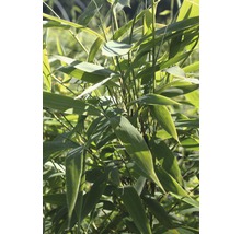 Gartenbambus Fargesia murielae ‘Panda' H 100-125 cm Co 15 L