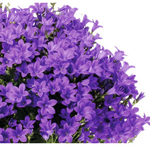 Glockenblume FloraSelf Campanula portenschlagiana 'Intens Purple' Ø 12 cm Topf-thumb-1