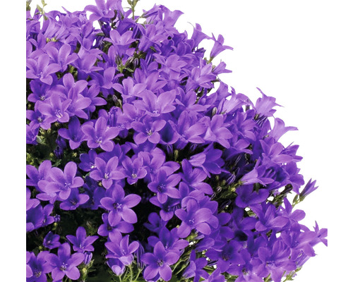Nahaufnahme einer Büschelglocke Pflanze mit vielen Blüten