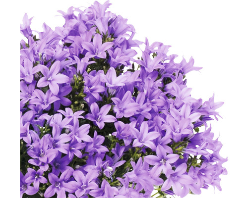 Blütenstand mit Glockenblumen