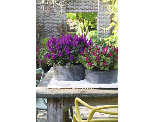 Gartenstillleben mit zwei Zierpflanzen in runden Pflanzgefäßen auf einem Holztisch