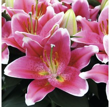 Nahaufnahme von rosa Lilienblüten
