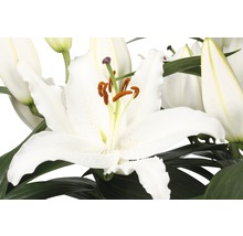 Nahaufnahme von weißen Lilienblüten mit Blättern