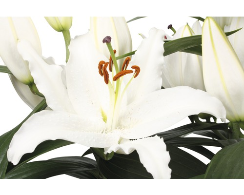 Nahaufnahme von weißen Lilienblüten mit Blättern