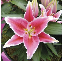 Nahaufnahme einer rosa Lilienblüte mit grünen Blättern