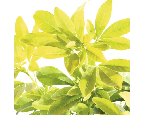 Schefflera Zimmerpflanze mit Blättern