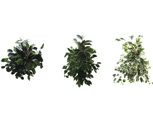 Drei verschiedene Birkenfeigen Pflanzen mit Blättern