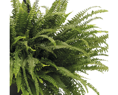 Hängepflanze mit Farn