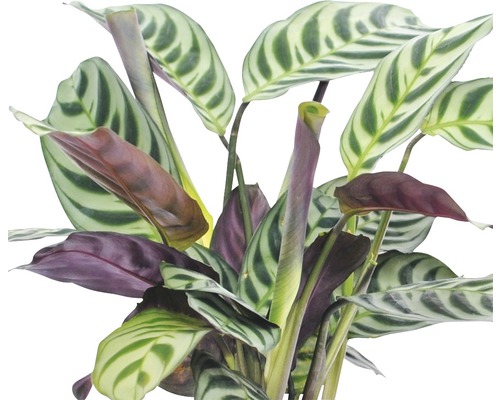 Gebetspflanze mit gestreiften Blättern als Zimmerpflanze