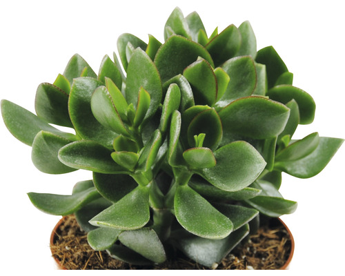 Geldbaum Zimmerpflanze im Topf